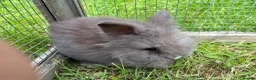 Lionhead rabbits for sale: 3 fluffy lionhead babies  - Advert 6