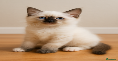 Ragdoll cats - Advert 12