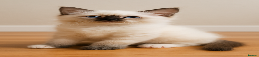 Ragdoll Kitten 3