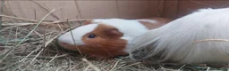 Guinea Pig rodents for sale: PEANUT & CHARLIE BROWN bonded male guineapigs  - Advert 6