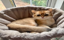 British Shorthair cats for sale: Golden chinchilla British Shorthair Male Kitten - Image 1