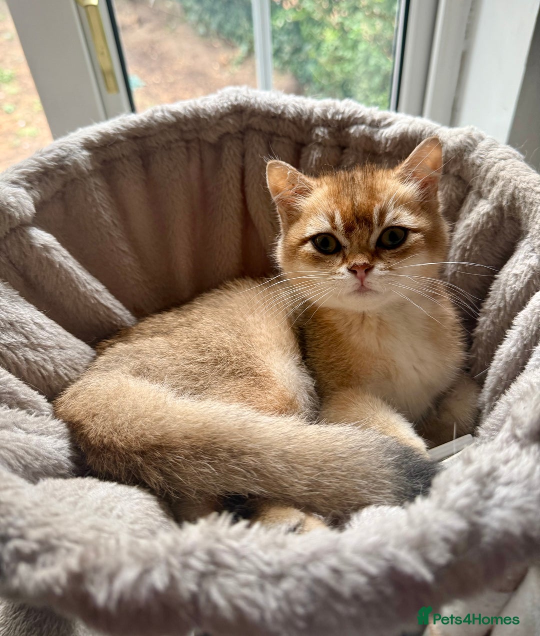 British Shorthair cats for sale: Golden chinchilla British Shorthair Male Kitten - Image 1