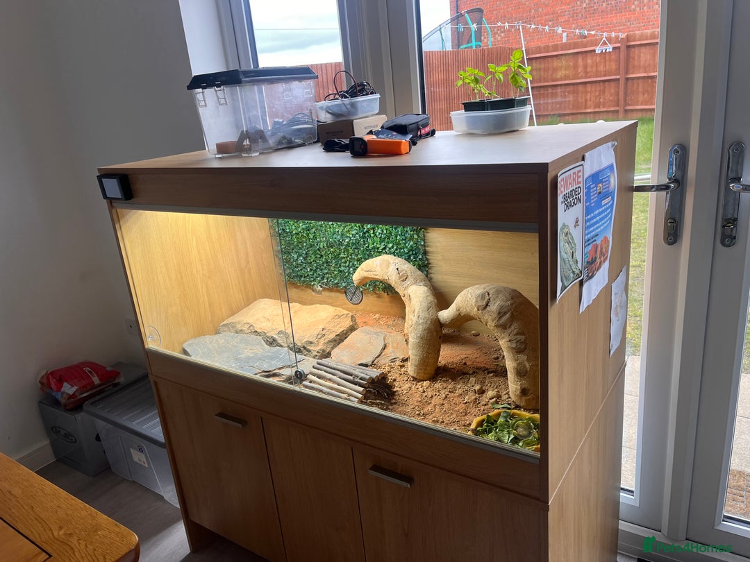 Bearded Dragon reptiles for sale: Bearded dragon and full set up  - Image 17