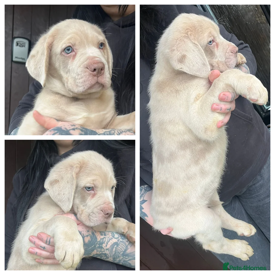 Mixed Breed dogs for sale: Presa X Neo puppies R2G! last available female  - Advert 27