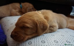 Labrador Retriever dogs for sale: READY NOW Stunning Fox red Labrador puppies - Advert 36