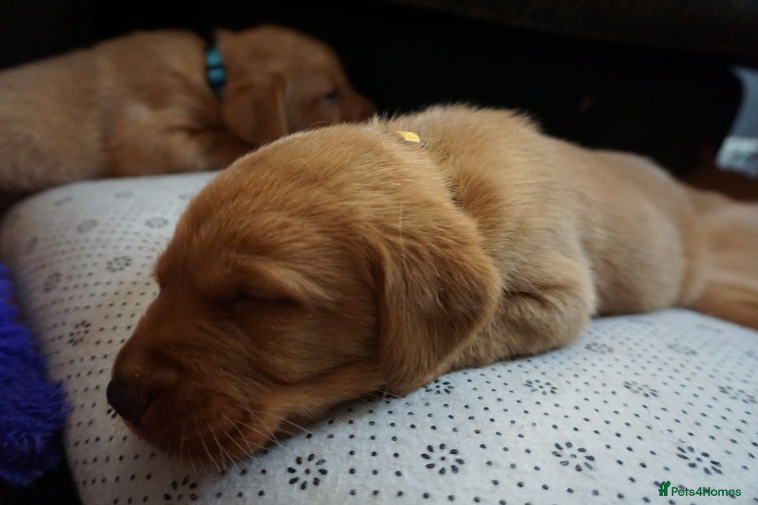 Labrador Retriever dogs for sale: READY NOW Stunning Fox red Labrador puppies - Advert 36