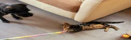 Bengal cats for sale: Bengal beatiful kittens ready for new home 🐱🏠🐾  - Advert 13