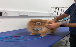 Pomeranian dogs for stud: Lilac and orange tan teddy Bear🪻🍊 - Image 10