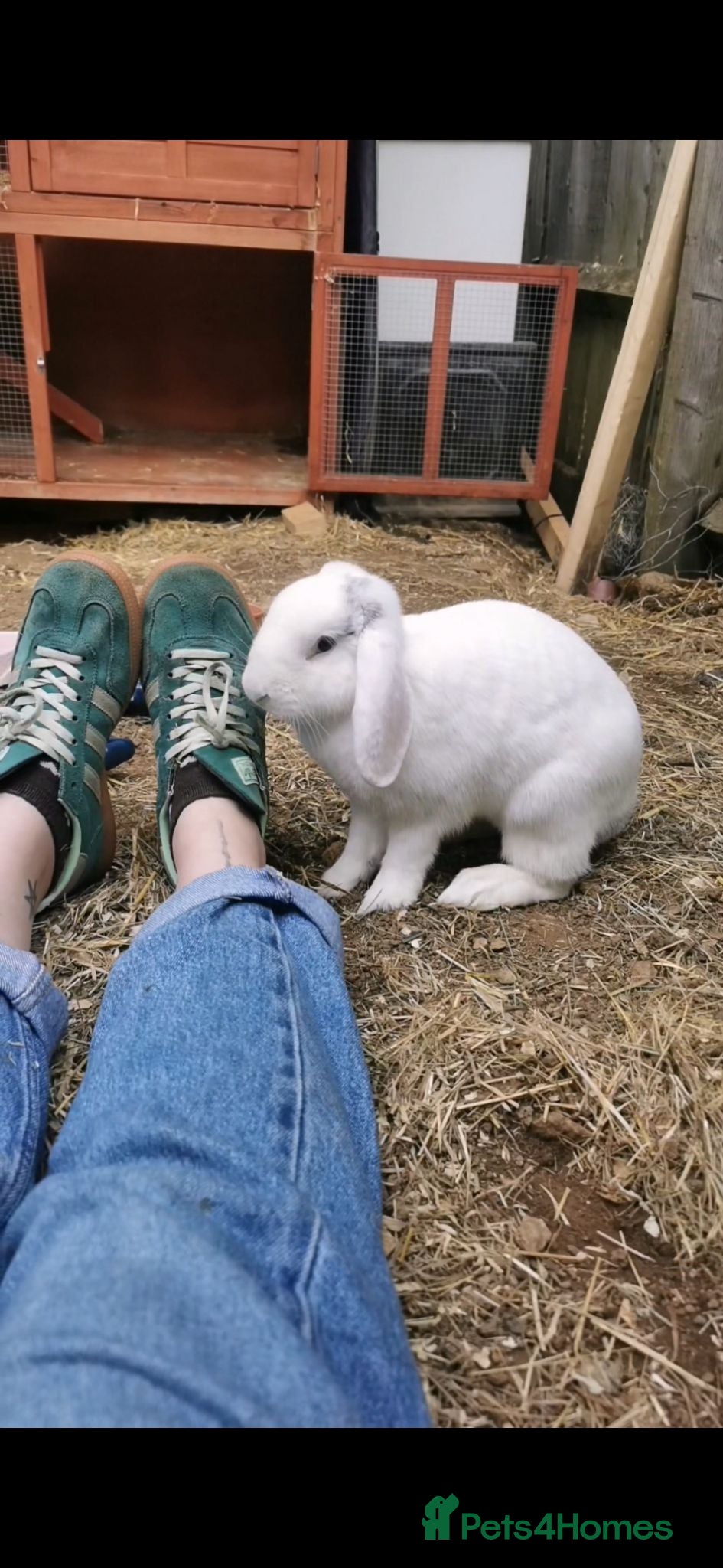 English Lop rabbits Pair of bonded rabbits  - Advert 3