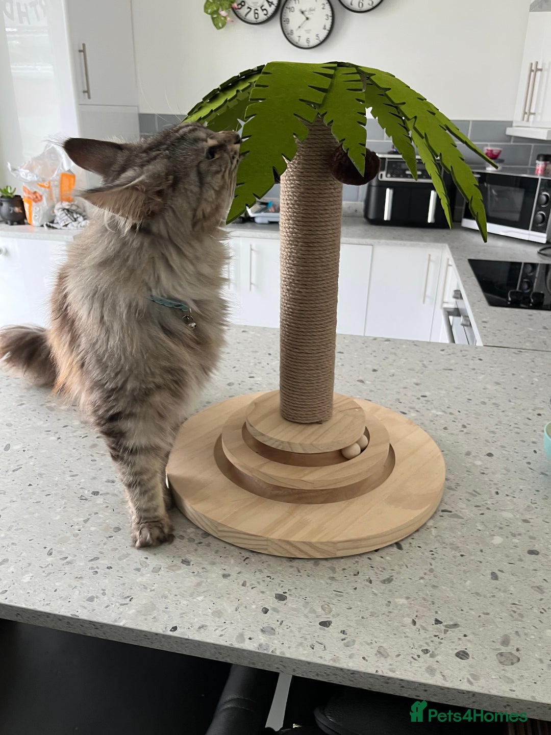 Maine Coon cats for sale: Male MaineCoon - Image 5