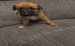 Mixed Breed dogs for sale: German shepherd x whippet  - Image 9