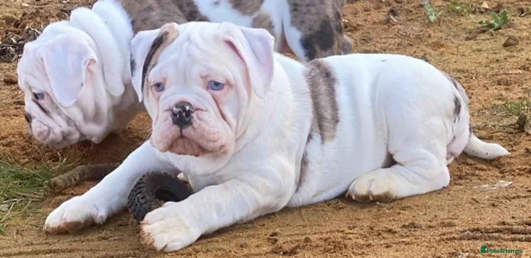 Olde English Bulldogge dogs for sale: 🐾2 Olde English bulldog puppies left 🐾 - Advert 2
