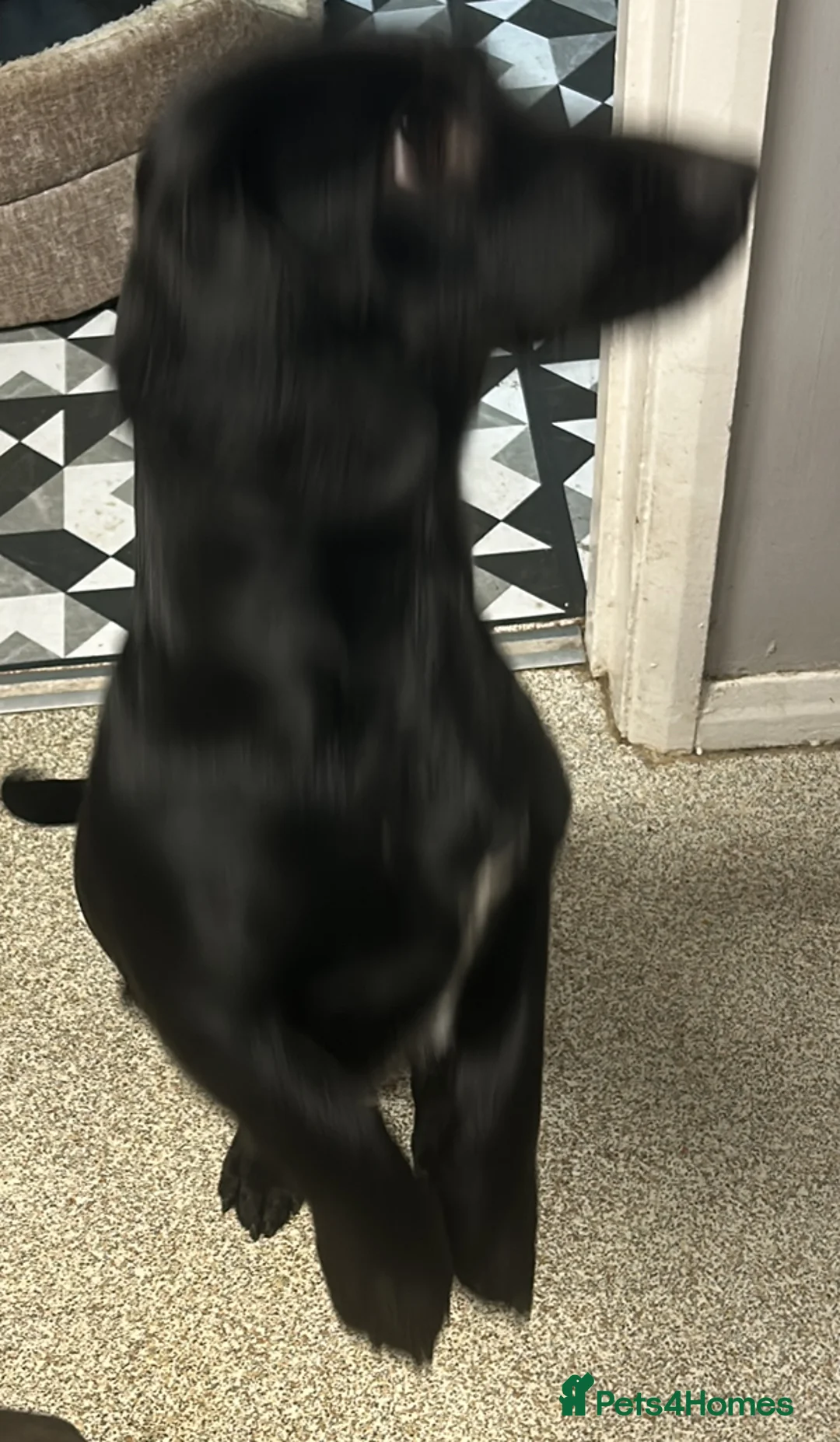 Mixed Breed dogs for sale: Looking for home  - Advert 5