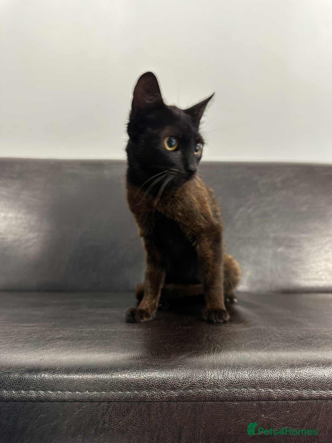 Mixed Breed cats for adoption: Zena for adoption - Advert 8