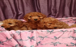 Cavapoo dogs for sale: Cavapoo puppy's  - Image 2