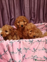 Cavapoo dogs - Advert 5