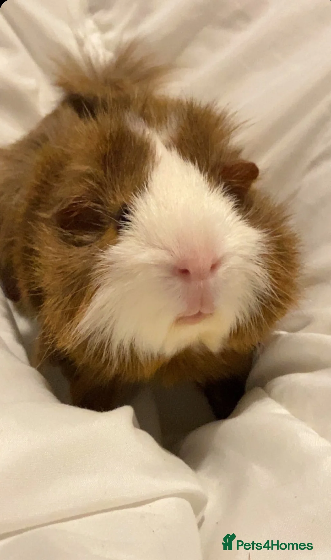 Guinea Pig rodents for sale: 2 lovely boys looking for a 5 star home  in Liverpool - Advert 3