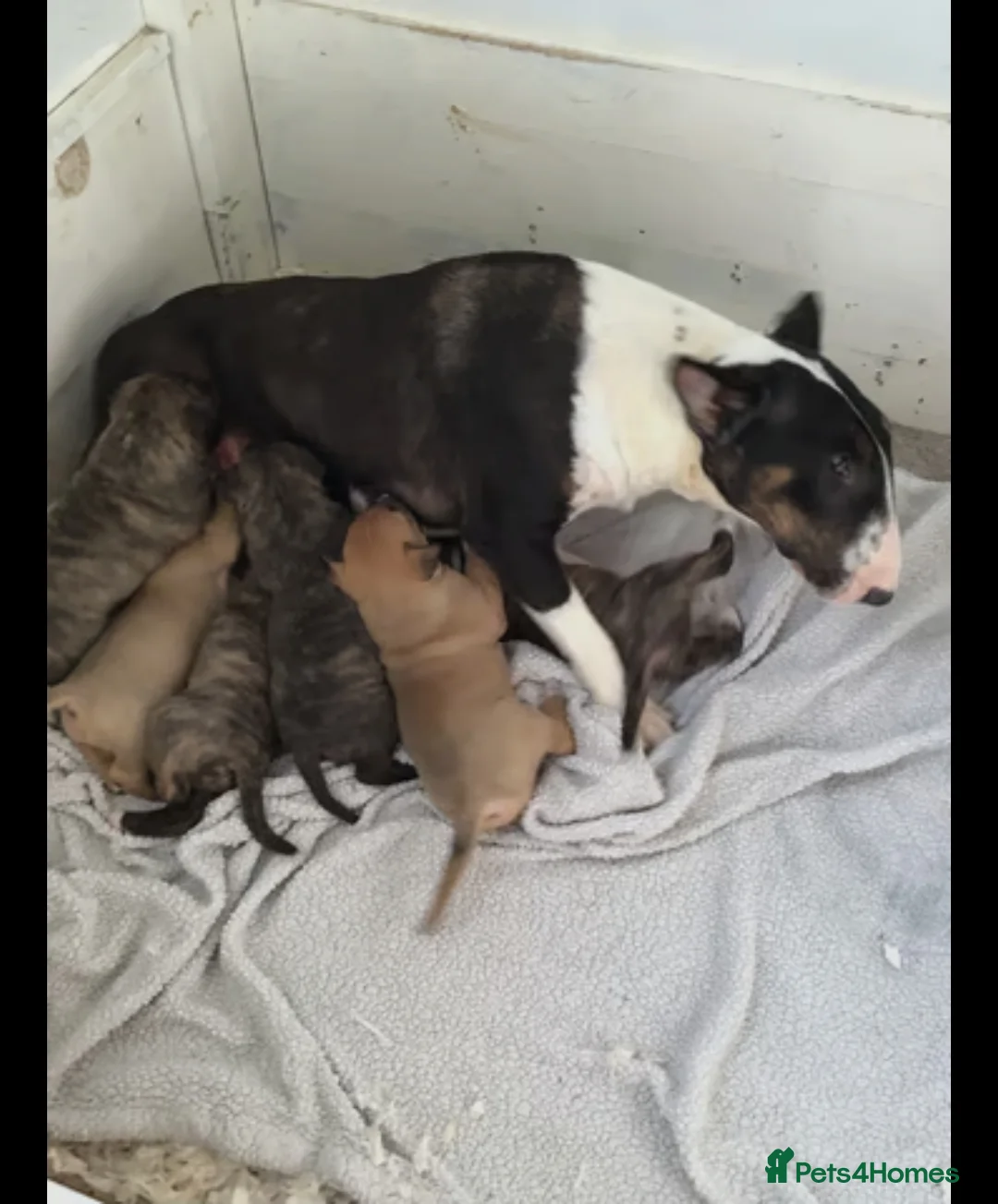 English Bull Terrier dogs for sale: Male English Bull Terrier  in Morpeth - Advert 5