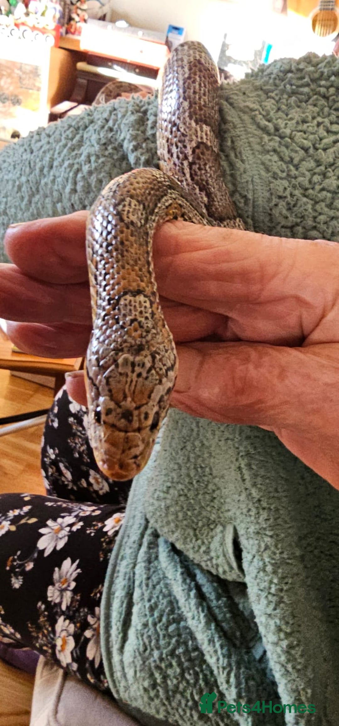 Corn Snake reptiles for sale: Friendly corn snake, vivarium with full set up - Advert 21