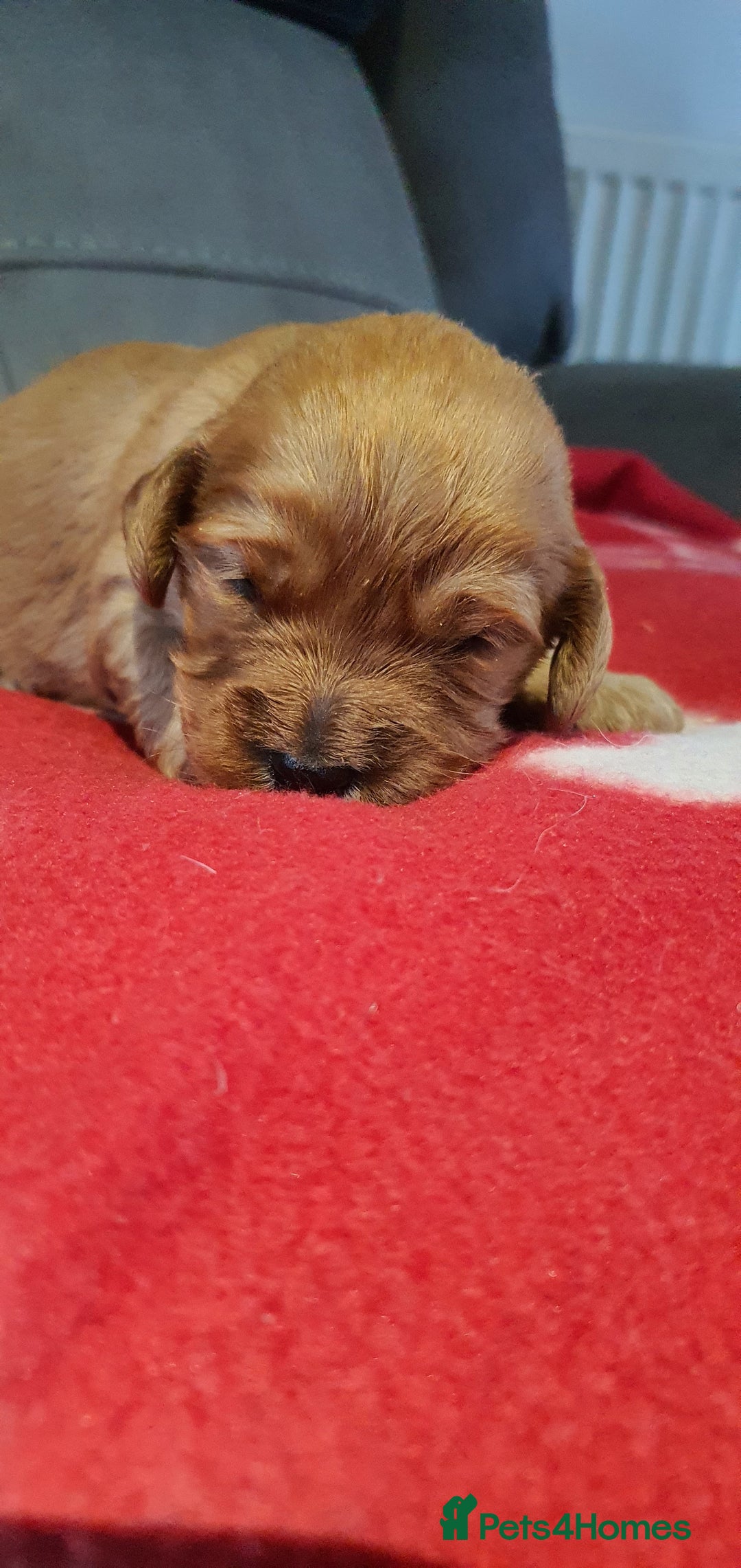 Cockapoo dogs for sale: F1 Cockapoos - Image 3