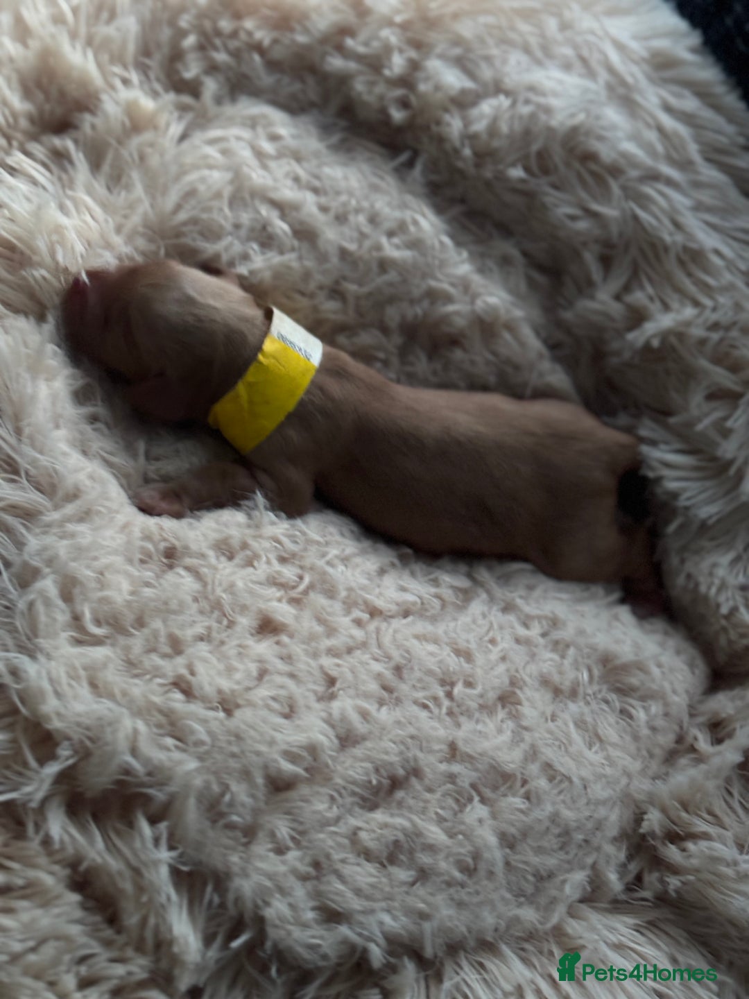 Cocker Spaniel dogs for sale: Beautiful Cocker Spaniel Puppies - Image 5