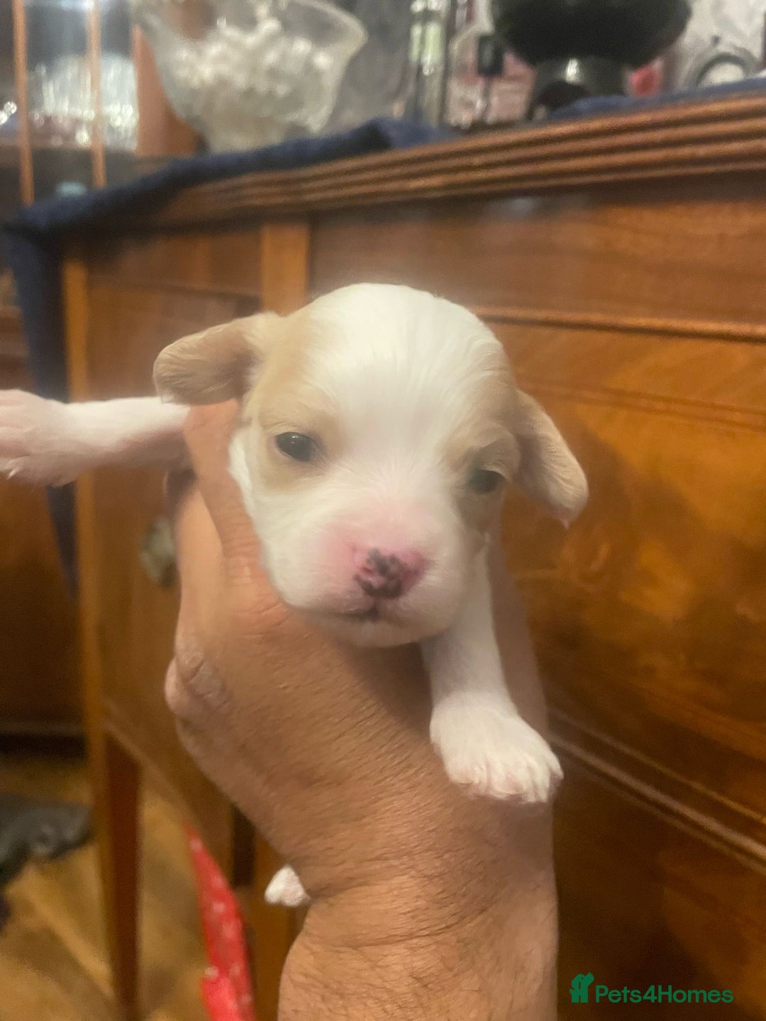 Cavachon dogs for sale: F1 cavachon pups. Fully health dna tested parents  - Image 5