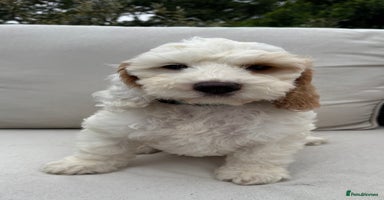 Cockapoo dogs - Advert 13