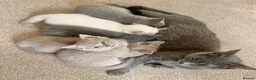 Russian Blue cats for sale: Beautiful Russian Blue/British Shorthair Kittens  in Wimborne - Advert 3