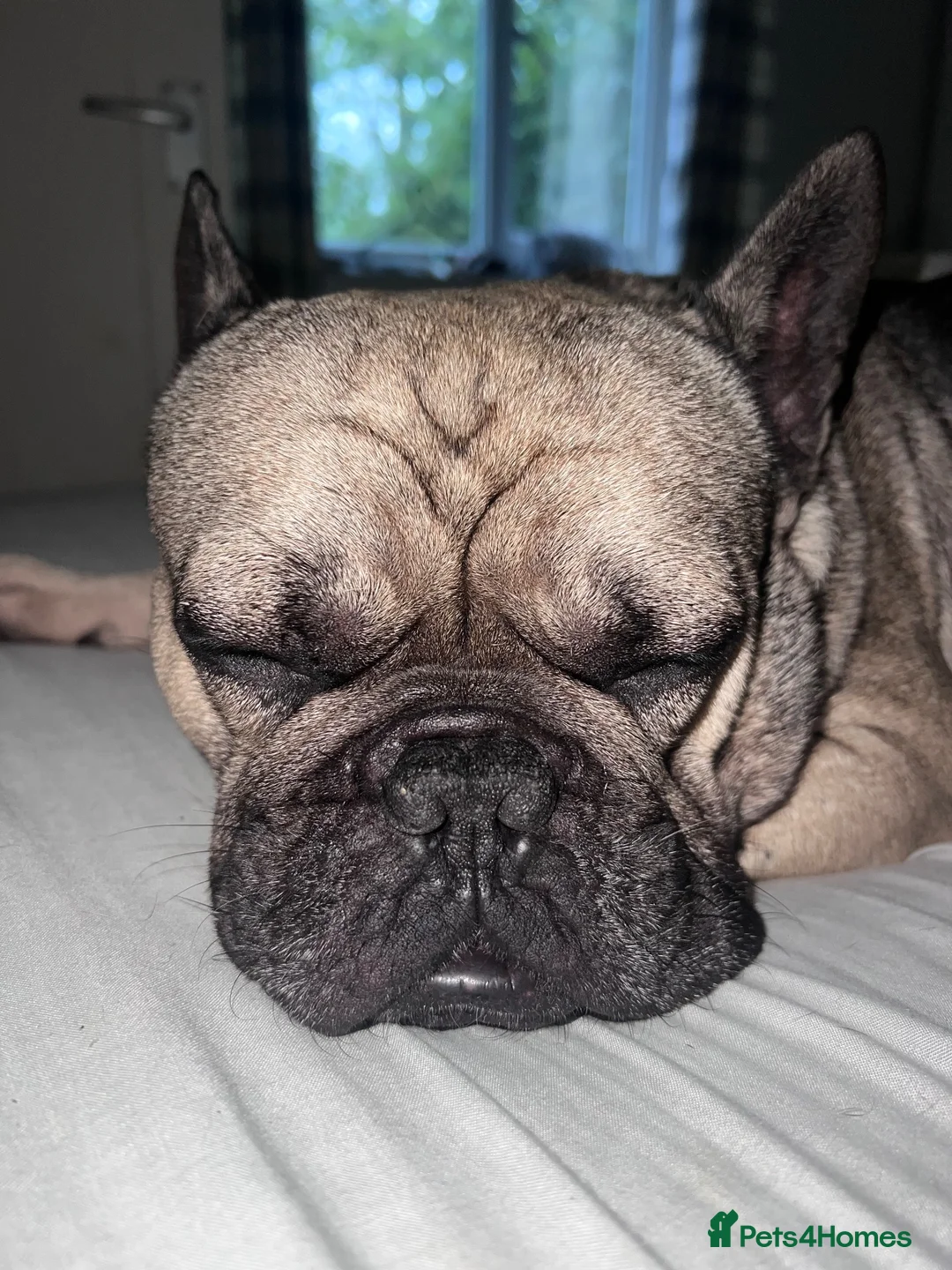 French Bulldog dogs for sale: RONNIE THE FRENCHIE in Moreton-in-Marsh - Advert 2