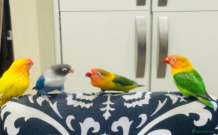 Lovebirds birds - Advert 1