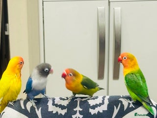 Lovebirds birds - Advert 28