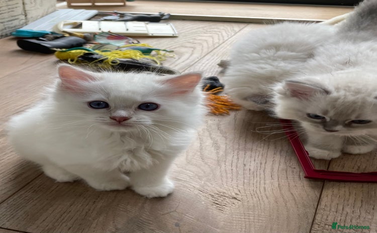 Ragdoll cats - Advert 16