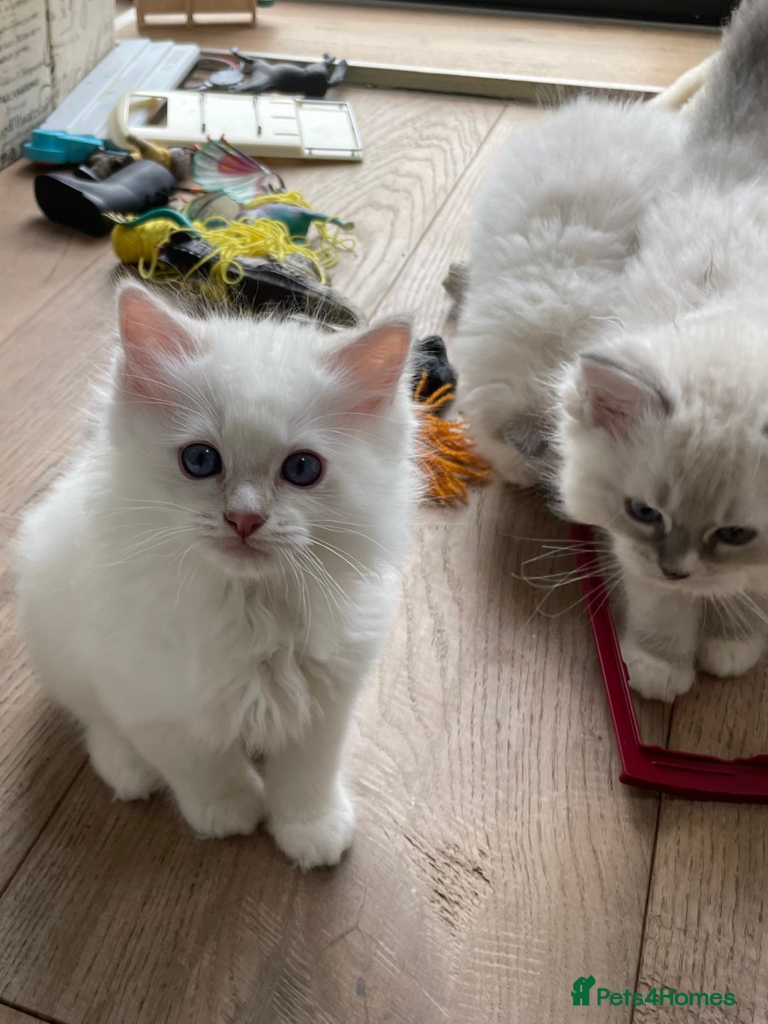 Ragdoll cats for sale: Beautiful ragdoll kittens  - Image 5
