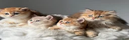 British Shorthair cats for sale: British Shorthair or Longhair golden kittens  - Advert 6