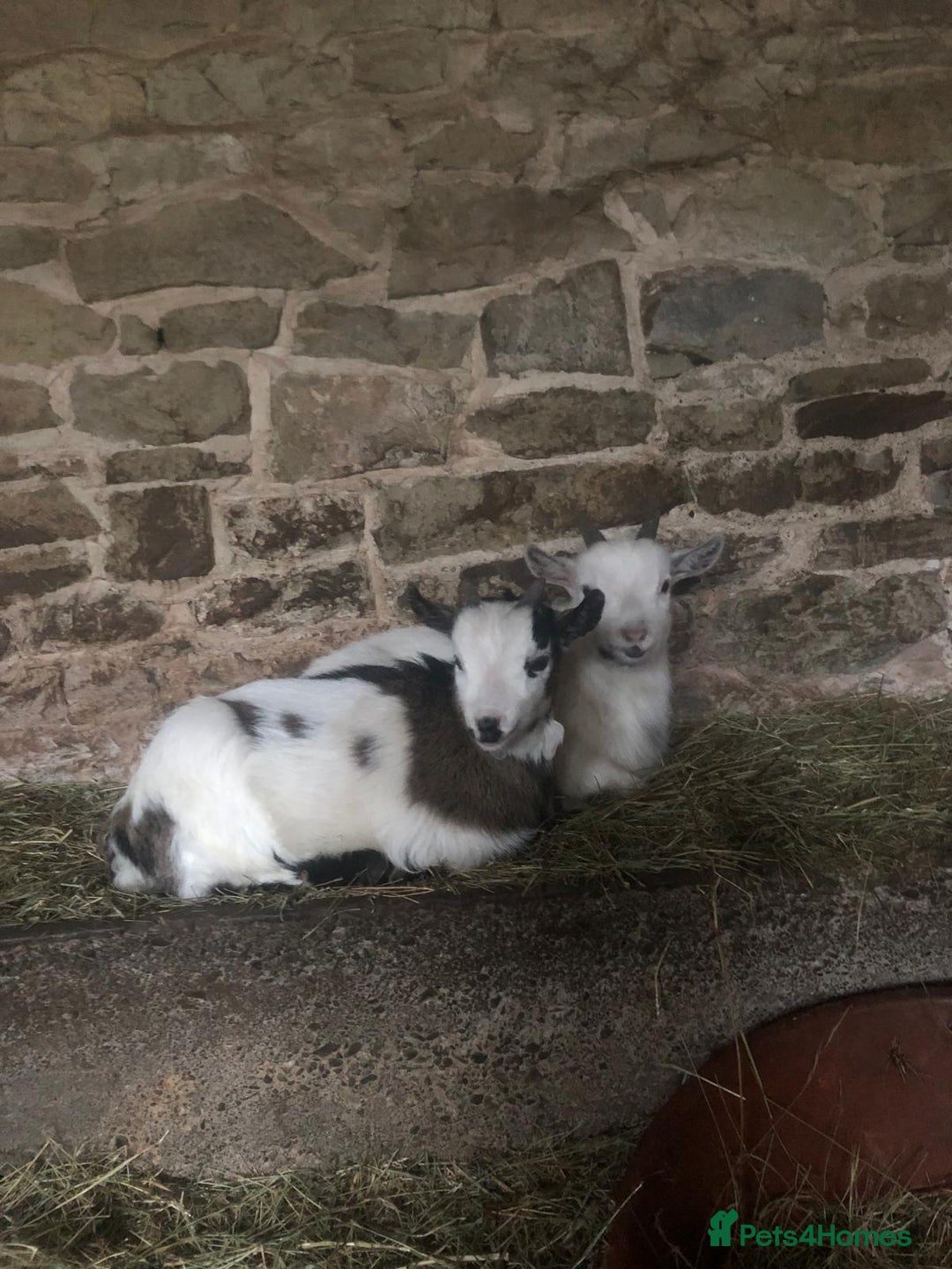 Goats livestock for sale: Pygmy kids for sale  - Advert 1