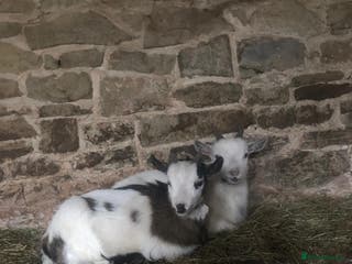 Goats livestock Pygmy kids for sale - Advert 3