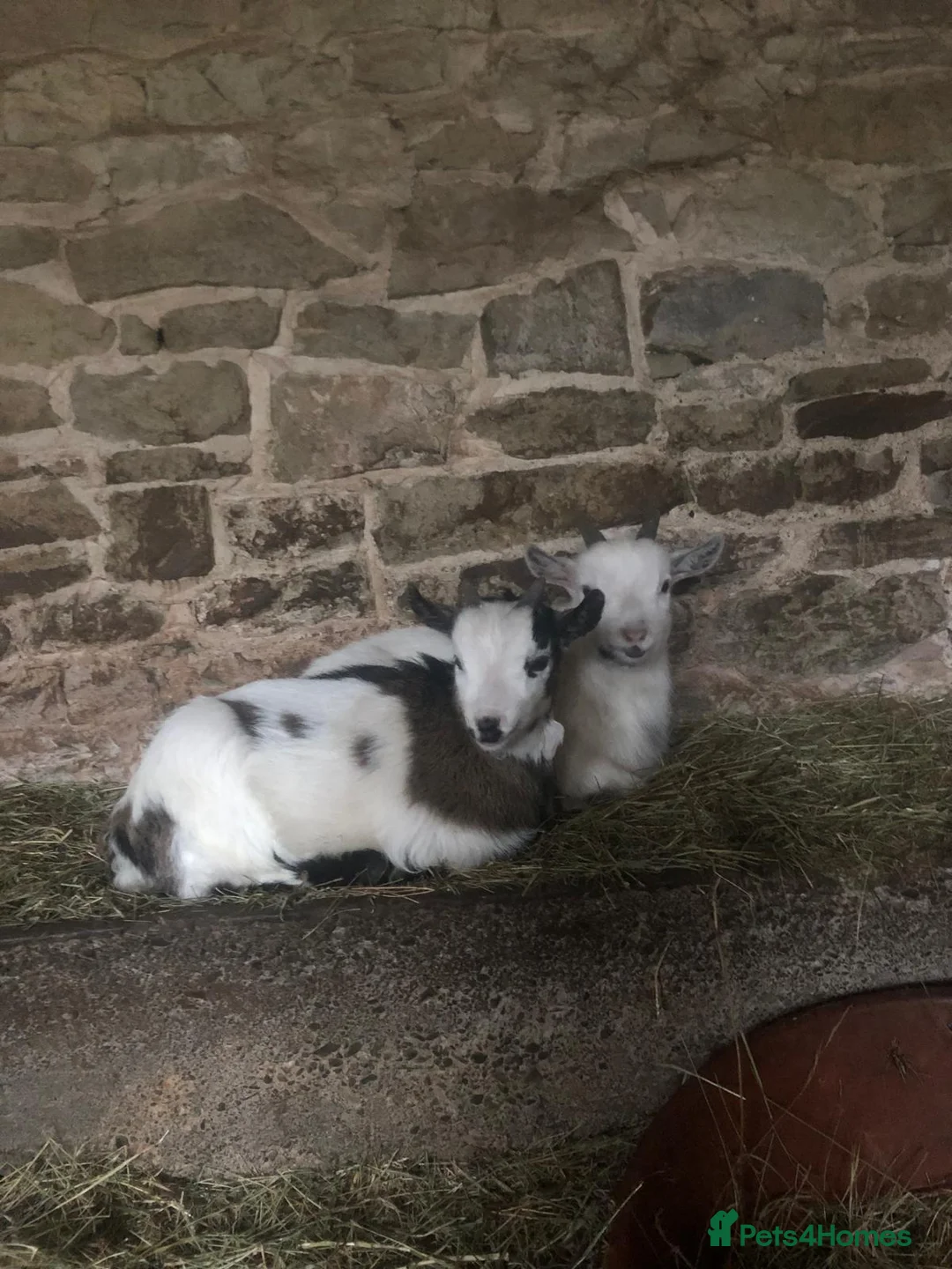 Goats livestock for sale: Pygmy kids for sale  - Advert 1