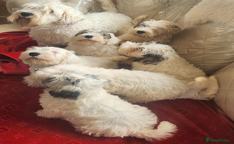 Sealyham Terrier dogs - Advert 1