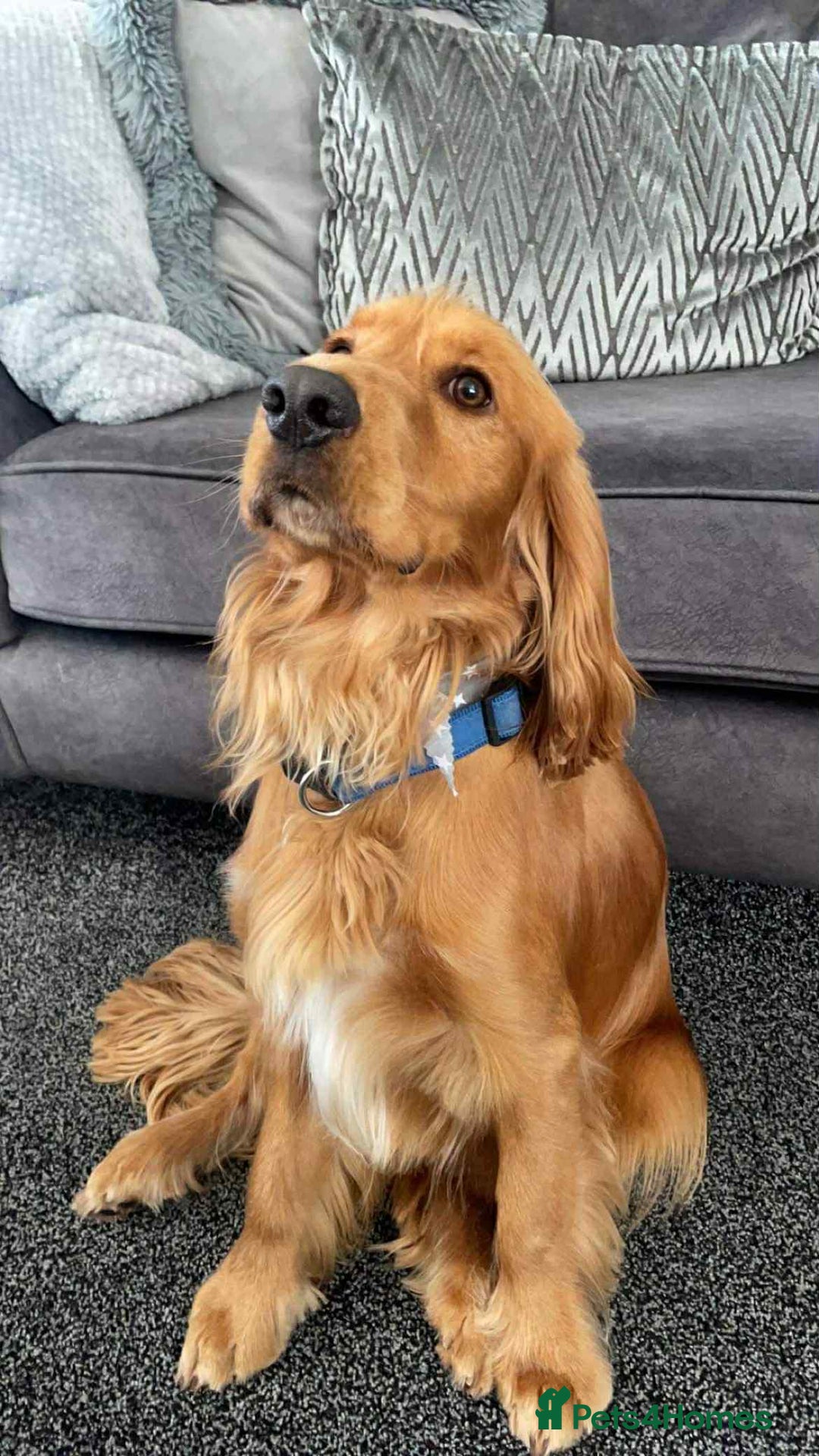 Cocker Spaniel dogs for sale: Gorgeous golden cocker spaniel puppies ready now✨️ - Advert 10