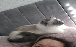 Perdoll cats for sale: Persian x ragdoll - Image 17