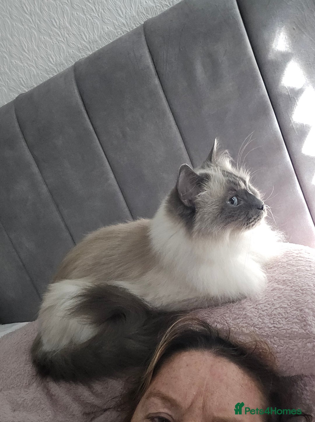Perdoll cats for sale: Persian x ragdoll - Image 17