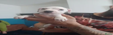 Staffordshire Bull Terrier Puppy 4