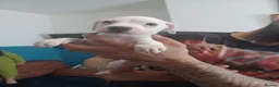 Staffordshire Bull Terrier dogs for sale: Puppy Staffordshire Bull Terrier - Advert 7