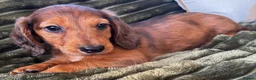 Dachshund dogs for sale: Longhaired Dappled KC reg Standard Dachshund  - Advert 10