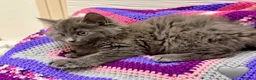 Mixed Breed cats for sale: 💖 MAINE COON X RAGDOLL *PARENTS HEALTH TESTED* 💖 - Advert 19