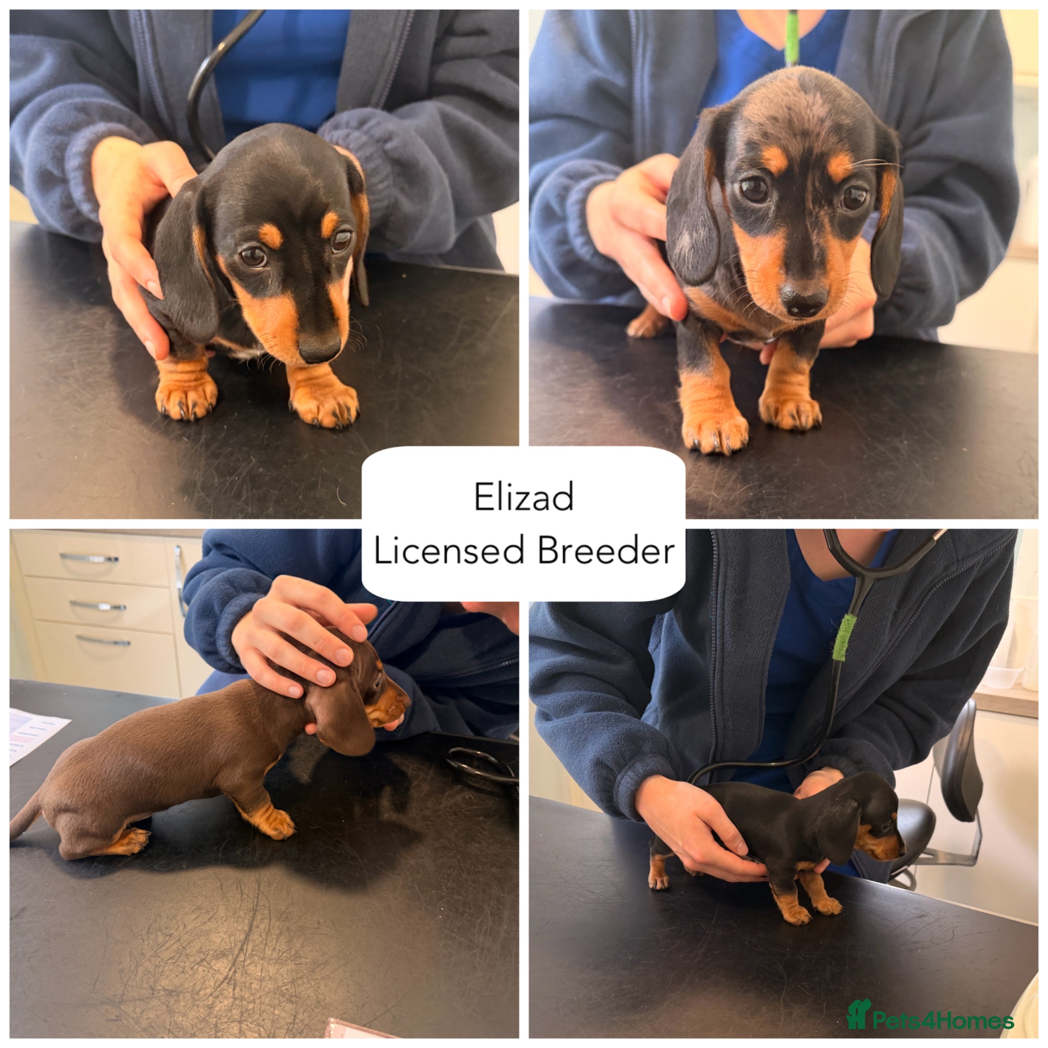 Miniature Dachshund dogs Licensed. Min smooth, kc/pra clear ready 25/5  - Advert 17