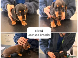 Miniature Dachshund dogs Licensed. Min smooth, kc/pra clear ready 25/5 - Advert 17