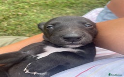 Whippet dogs for sale: The best puppies ever! - Image 1