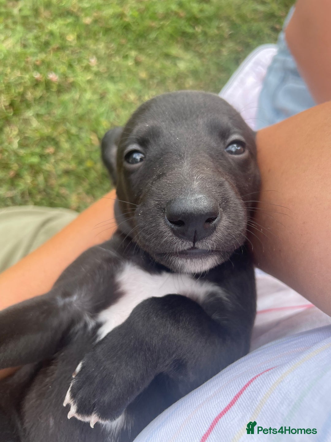 Whippet dogs for sale: The best puppies ever! - Image 1