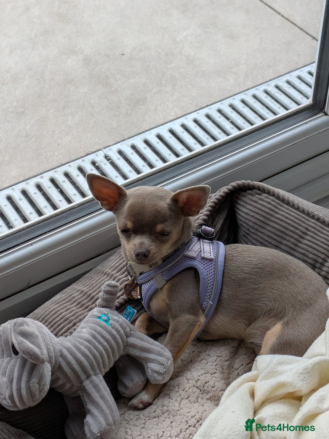 Chihuahua dogs for sale: Lilac chihuahua puppy kc - Image 3